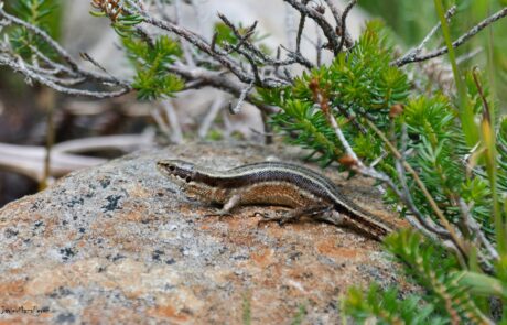 10497459_623674927729334_933941679090703787_o-1