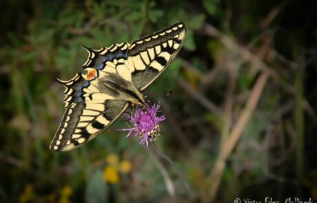 11012829_1626639507552342_3225115577400453196_o