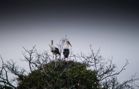 11065811_10205024586872575_891296188_o