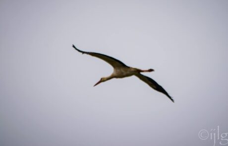 11141568_10205024587072580_1545016677_o