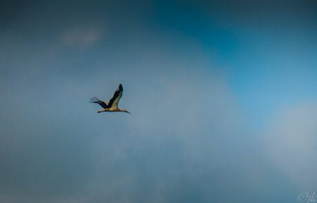 11148163_10205024587432589_119220421_o