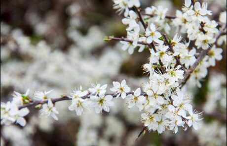 11155128_877955505583512_2749152414724653744_o