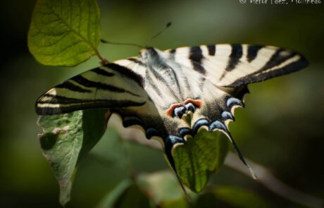 11845199_1647642038785422_2858506412718513851_o