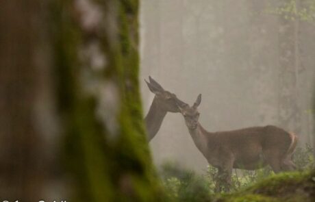 11951809_908589622540950_2522383863279569335_n