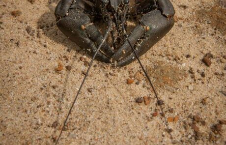 12003317_1659511517598474_6570855620925901890_n