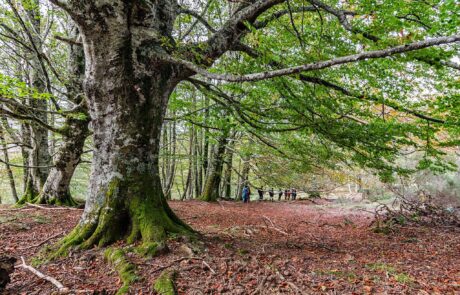 12032906_869103599853131_6686908862368812152_o