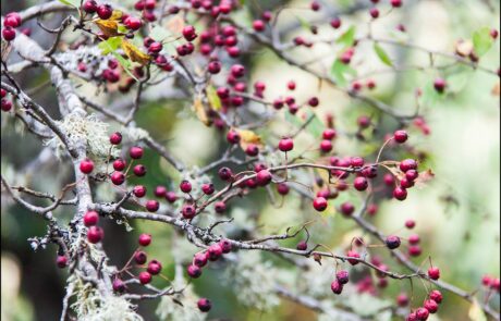 12187996_971780309534364_255498260628521550_o