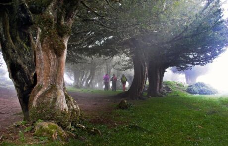 2012-05-13-BRAÑA-DE-LOS-TEJOS-m