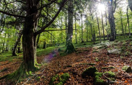 887422_869103223186502_863182139647078781_o