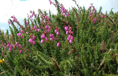 DaboeciaCantabricaSobreUlexcolina-bárcena-ozcaba