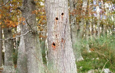 Peña-Siete-Cruces-3