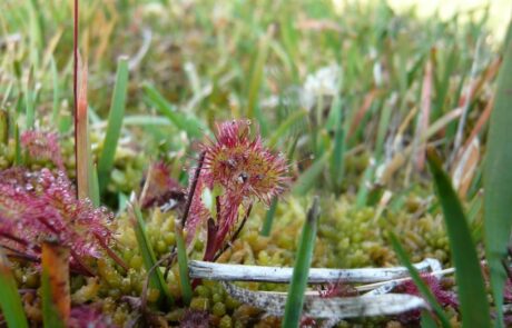 Ruta-de-las-turberas-40-mini