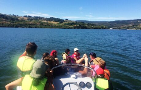 cervus-elaphus-Ciervo