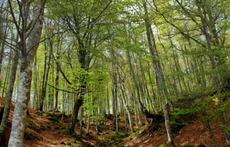 pano-bosque-fuentes-min